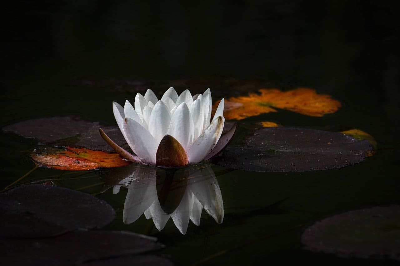The Role Of Meditation In Mental Health The Role Of Meditation In Mental Health