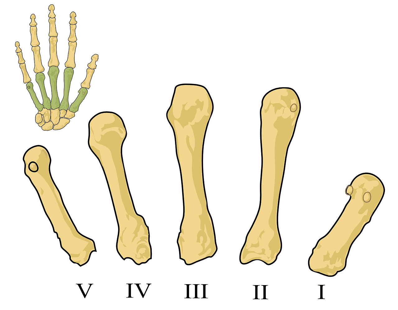 Top 10 Tips For Preventing Osteoporosis
