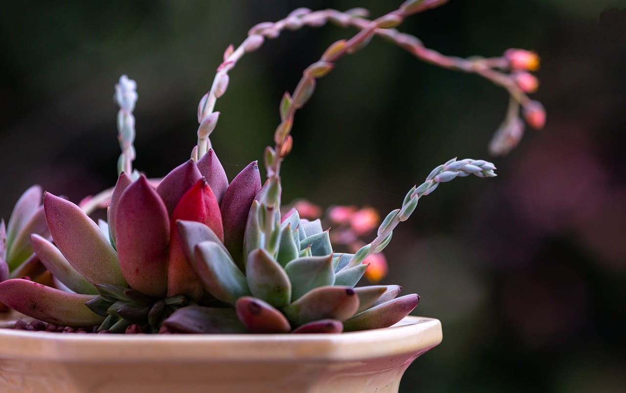 Top Ways To Create A Holistic Environment At Home