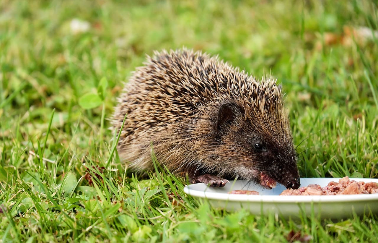 Top Ways To Overcome Emotional Eating Habits Top Ways To Overcome Emotional Eating Habits
