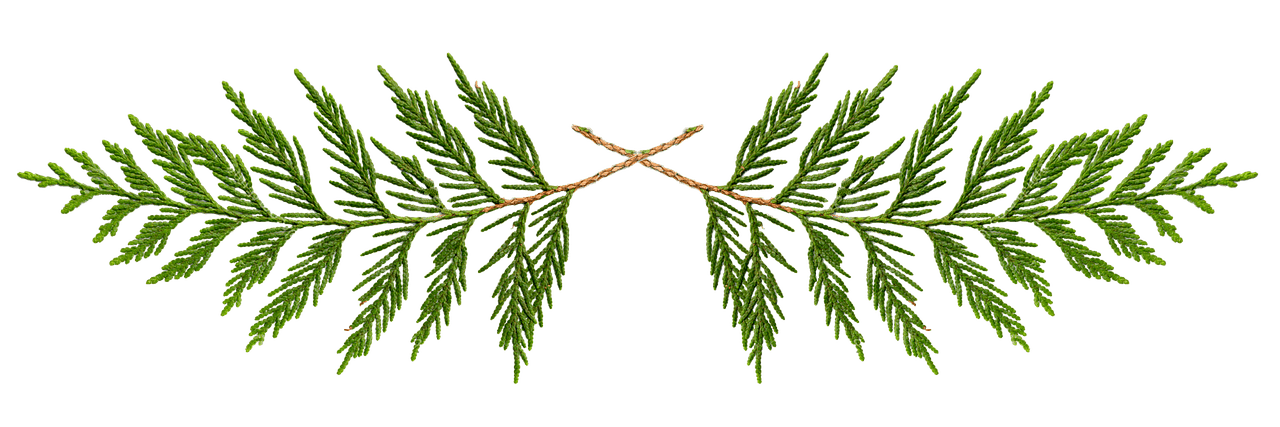 Top Ways To Support Longevity Through Traditional Medicine